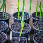 Date Palms