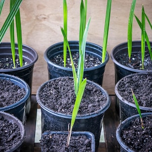 Organic Medjool Date Palm Fruit Tree Seedling
