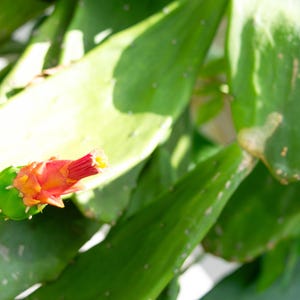 May include: A close-up shot of a prickly pear cactus, showcasing its green pads and a striking red and yellow flower. The image emphasises the plant's texture and colour contrast.