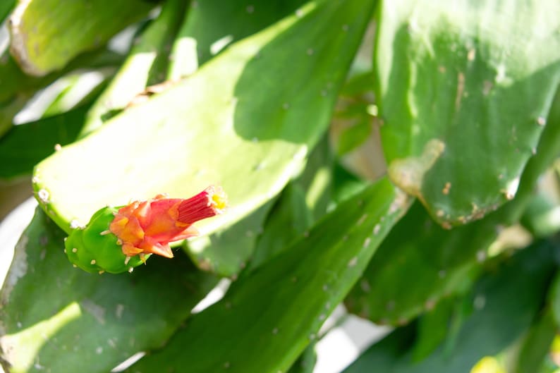 May include: A close-up shot of a prickly pear cactus, showcasing its green pads and a striking red and yellow flower. The image emphasises the plant's texture and colour contrast.