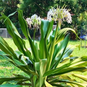 Crinum Lily Seedling