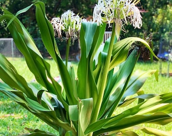 May include: A close-up of a white spider lily plant with long, green leaves. The plant is in bloom with several white flowers.