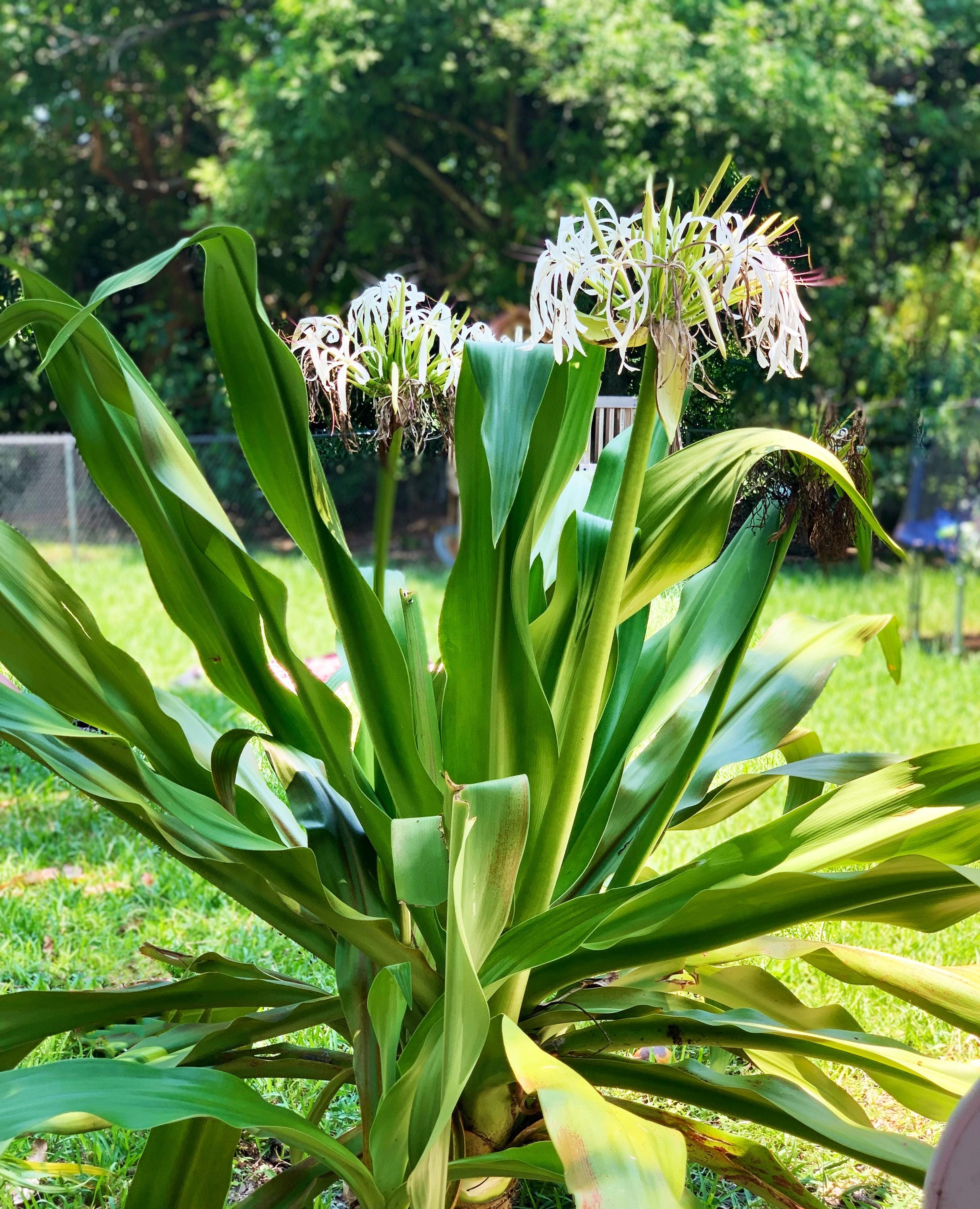 Crinum Lily Seedling - Etsy