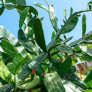 May include: A low-angle shot of a large, green cactus against a bright blue sky. The cactus has large, flat, oval-shaped pads and small red flowers. The image is taken from below, looking up at the plant.