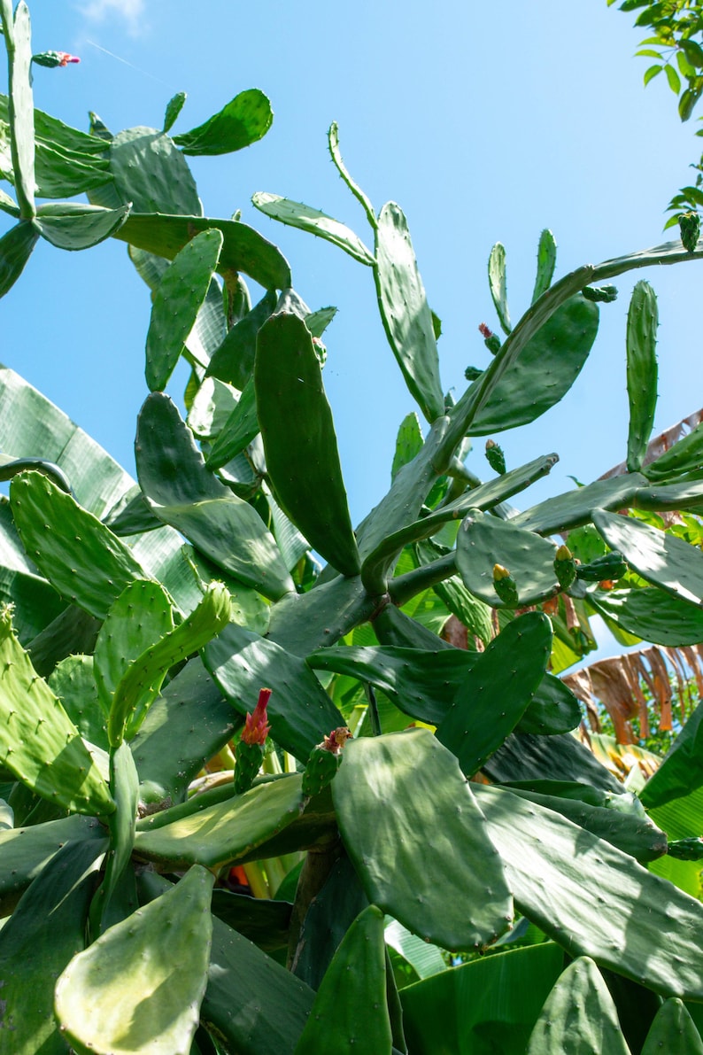 May include: A low-angle shot of a large, green cactus against a bright blue sky. The cactus has large, flat, oval-shaped pads and small red flowers. The image is taken from below, looking up at the plant.