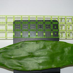May include: A green cactus pad with small white spines is positioned below a clear ruler with black and green markings. The ruler is labeled "Omnigrip Hexagon Ruler" and measures in inches.
