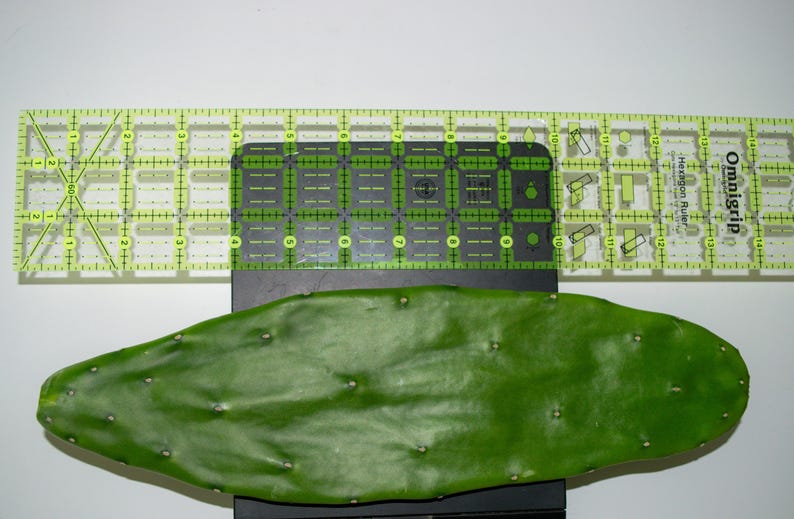 May include: A green cactus pad with small white spines is positioned below a clear ruler with black and green markings. The ruler is labeled "Omnigrip Hexagon Ruler" and measures in inches.
