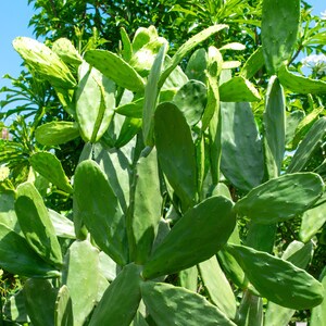 May include: Close-up of a prickly pear cactus with large, flat, green pads. The pads are oval-shaped and have small, dark green spines. The cactus is surrounded by lush green foliage and a clear blue sky.