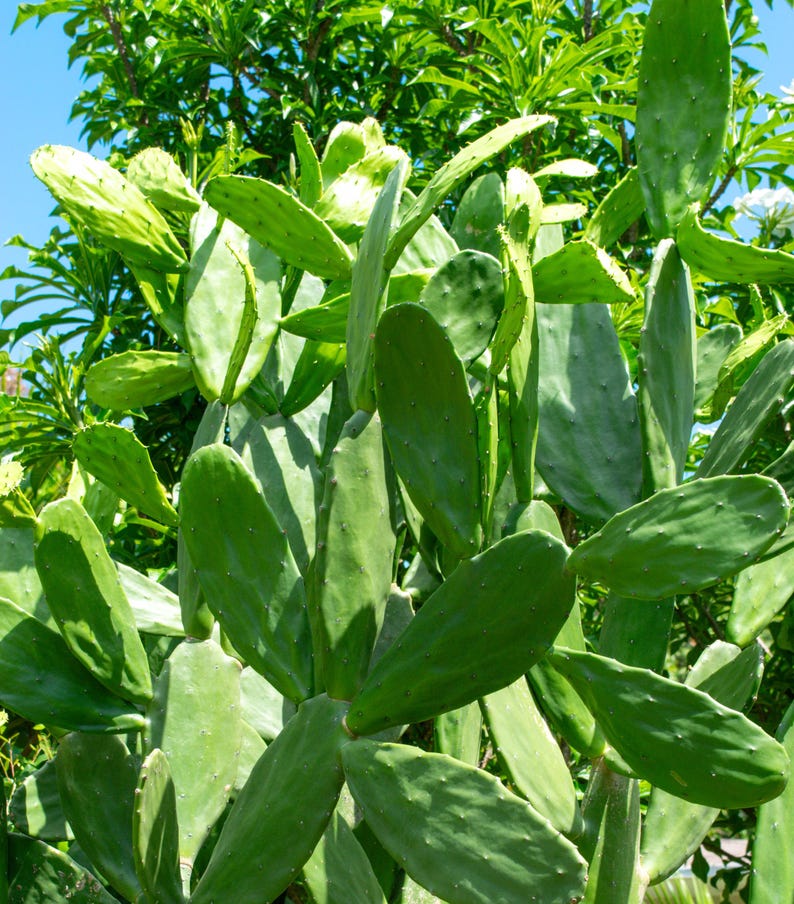 May include: Close-up of a prickly pear cactus with large, flat, green pads. The pads are oval-shaped and have small, dark green spines. The cactus is surrounded by lush green foliage and a clear blue sky.