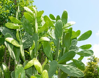 Prickly Pear, Nopal/Nopales Opuntia Cactus Pad