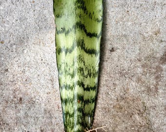 May include: A single Sansevieria leaf cutting with visible roots. The leaf is green with dark green horizontal stripes. The roots are a light orange colour. The cutting is on a grey concrete surface.
