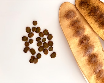 May include: A cluster of brown seeds and two elongated seed pods with dark brown markings on a white background. The seeds are oval-shaped and scattered, while the pods are long and flat.