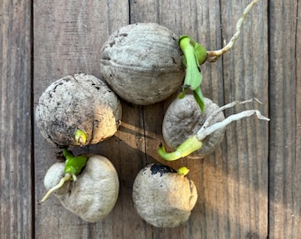 5 Crinum Lily Bulb Seed