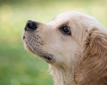 PET HEALING for behavior and physical issues