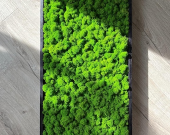 Cuadro de líquenes preservados: decoración rústica hecha a mano (30 x 80 cm)