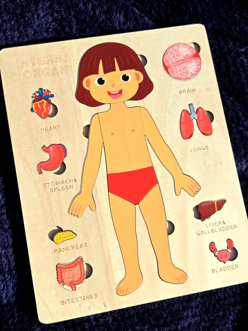Montessori Human Body Puzzle for Kids | Learn Human Anatomy | Internal ...