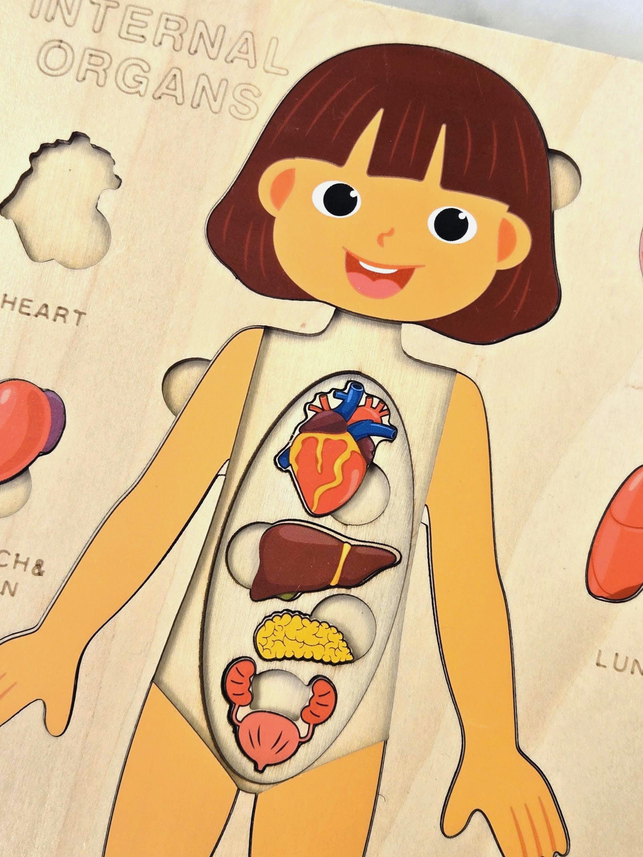 Montessori Human Body Puzzle for Kids | Learn Human Anatomy | Internal ...