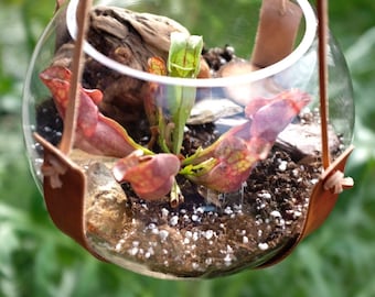 Terrarium Hanger Leather, Plant, pot, indoor, Stylish, Minimal, Mid-century, modern, Decor, Apartment, Jungle, Outdoor, Gardening, Plants.
