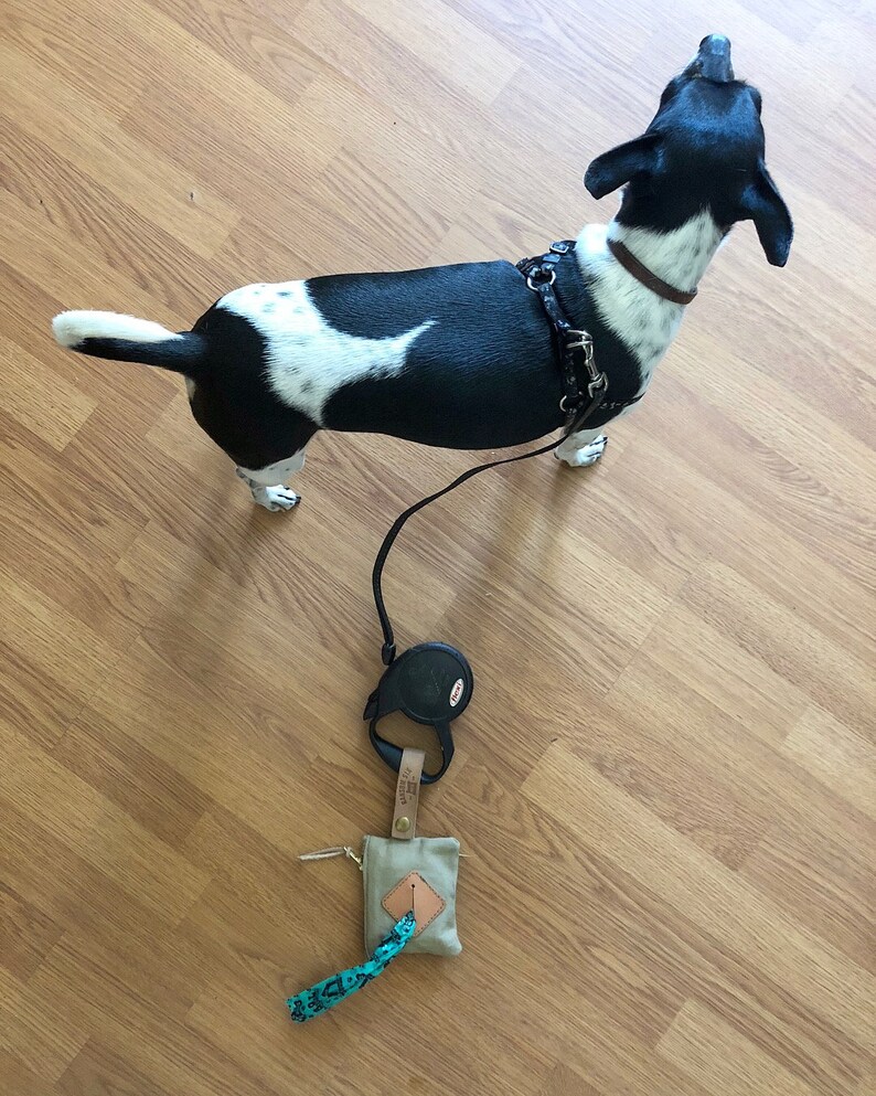 May include: A black and white dog wearing a harness and leash, standing on a wooden floor. A retractable leash and a small pouch with a blue and black patterned strap are on the floor.