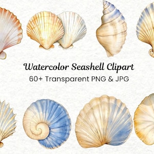 Watercolor Sea Shell Clipart | Detailed Beach PNG | Beach Wedding Invitations | Realistic Ocean Elements | Junk Journal, Ocean Life Clipart