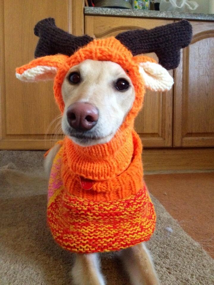 whippet jumper knitting pattern