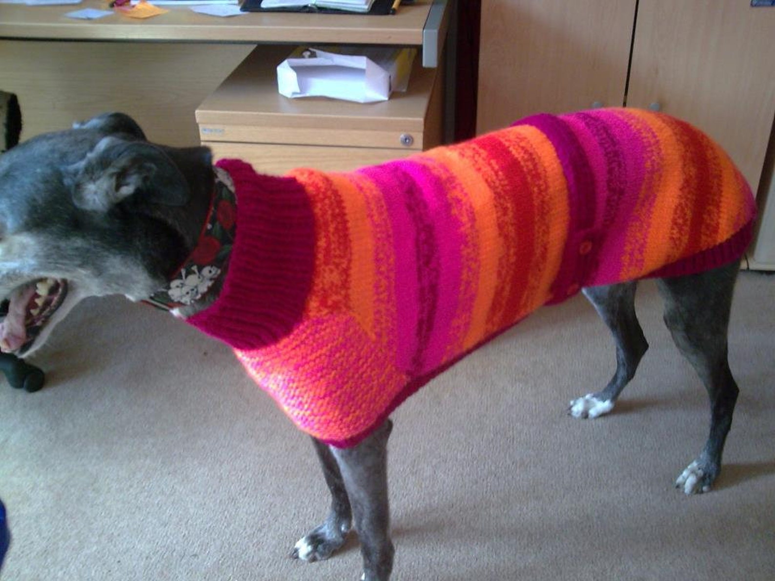 Greyhound Coat Knitting Pattern Download Etsy UK