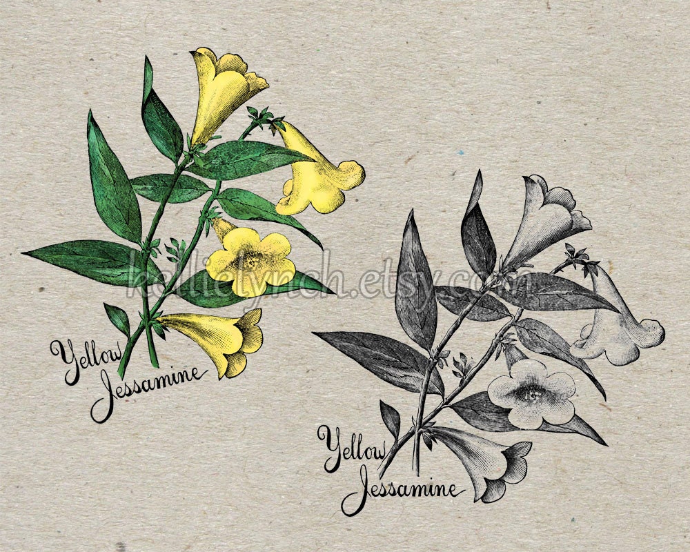 Vintage Flower Illustration Yellow Jessamine Jasmine - Instant Download Image for Embellishment, Transfer, Print - Commercial Use - 0002