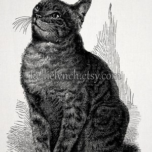 Vintage Cat Illustration Tabby With Bug Instant Download Image for Embellishment, Transfer, Print Commercial Use 0004 image 2