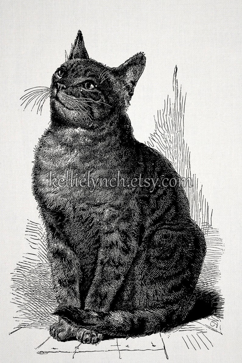 Vintage Cat Illustration Tabby With Bug Instant Download Image for Embellishment, Transfer, Print Commercial Use 0004 image 2