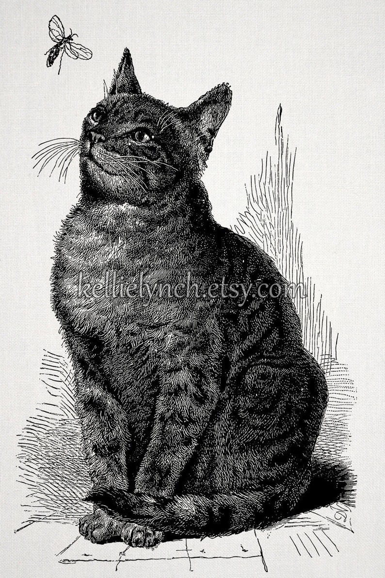 Vintage Cat Illustration Tabby With Bug Instant Download Image for Embellishment, Transfer, Print Commercial Use 0004 image 1