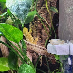 Mini Gecko/Reptile Rock Feeding Ledge
