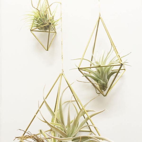 Perfect gift for HOME: geometric brass air planter, himmeli wall hanging for Tilandsias