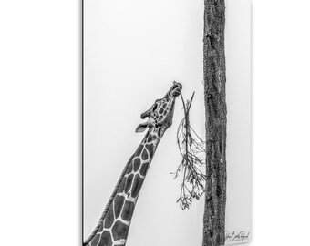 Giraffenfoto in Schwarz-Weiß: Wandbild mit afrikanischer Tierwelt