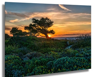 Monterey Coast Sunset Print: Wildflower Landscape Photography