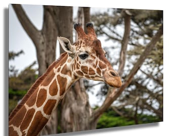 Giraffen Foto Print: Afrikanische Wildtierfotografie, Kinderzimmer Wandkunst