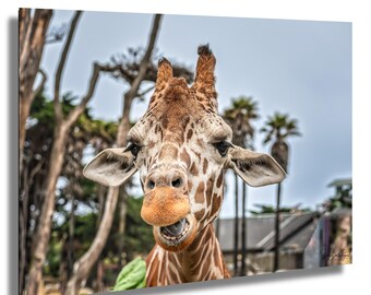 Könnte beinhalten: Nahaufnahme des Gesichts einer Giraffe, die ihr unverwechselbares Fellmuster und ihre ausdrucksstarken Merkmale zeigt. Die braunen und weißen Markierungen der Giraffe sind deutlich sichtbar, mit Fokus auf Augen, Ohren und Mund. Der Hintergrund zeigt Bäume und einen bewölkten Himmel.