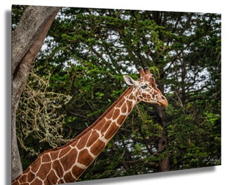 Giraffenfoto-Druck: Afrikanische Wildtierfotografie, Wanddeko fürs Kinderzimmer
