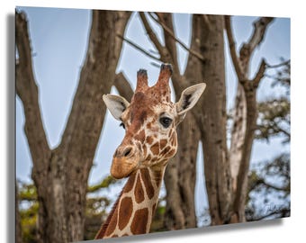 Giraffen Foto Print: Afrikanische Wildtierfotografie, Kinderzimmer Wandkunst