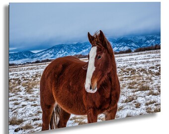 Montana Horse Print: Snowy Pasture Landscape Photography