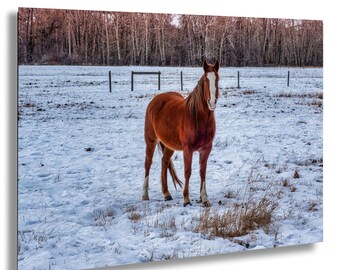 Lone Horse in Snowy Montana Pasture Print: Big Sky Landscape