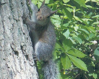 ACEO SFA Baby Squirrel on tree art photograph cute nature photo nitelvr