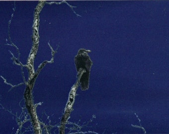 ACEO SFA Corvid 2 digital art altered photograph crow raven tree branch Halloween print nitelvr