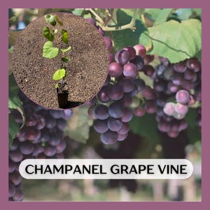 May include: A rustic wooden sign with the text "Welcome to our home" in white lettering. The sign features a distressed finish and a simple, inviting design, perfect for front door decor.