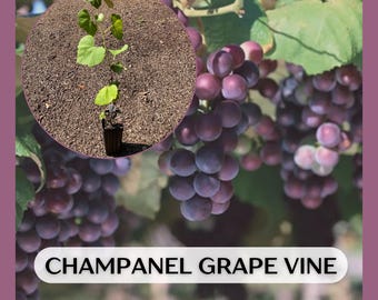 Könnte beinhalten: Eine junge Champanel-Weinrebe in einem schwarzen Kunststoffbehälter ist in einem kreisförmigen Einsatz dargestellt, überlagert von einem Hintergrund aus reifen violetten Trauben an einer Rebe mit grünen Blättern. Der Text lautet CHAMPANEL GRAPE VINE.