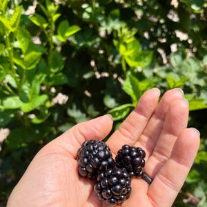 K&ouml;nnte beinhalten: Drei reife Brombeeren in einer Hand, bereit zum Essen.