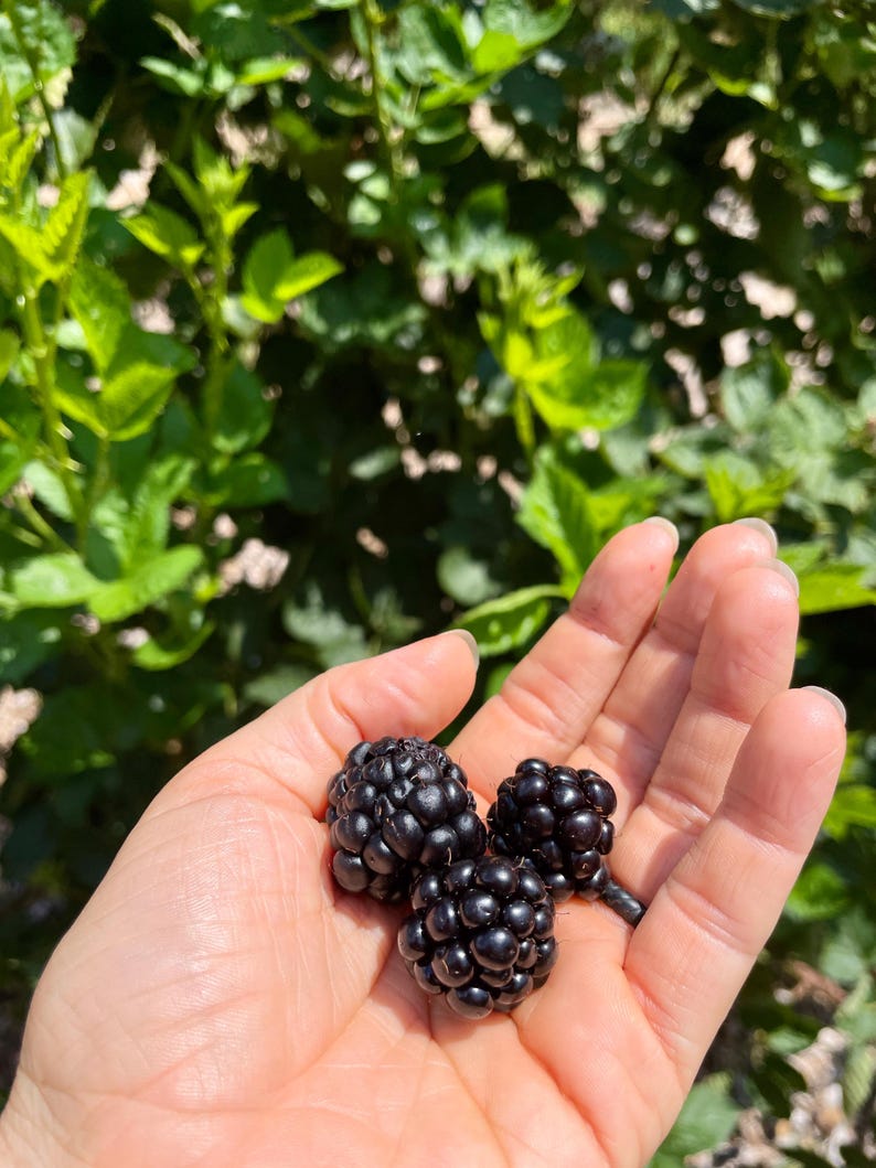 K&ouml;nnte beinhalten: Drei reife Brombeeren in einer Hand, bereit zum Essen.