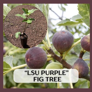 LSU Purple Fig tree in 9 inch deep tree pot, 1-2 yrs old, delicious fruit! Ficus carica