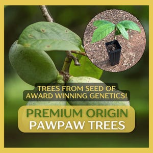 May include: Image of a pawpaw tree with green leaves and fruit. A smaller inset shows a young pawpaw tree in a black pot. Text reads "Trees from seed of award winning genetics!" and "Premium Origin Pawpaw Trees."