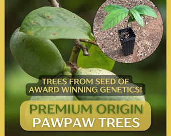 Premium Origin Pawpaw Tree, Asimina triloba, 1-2 yr old in 9" deep pot