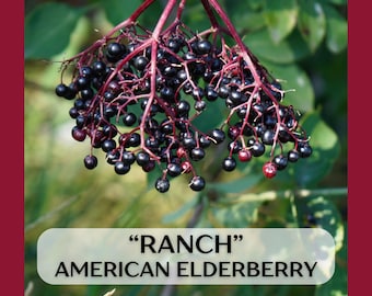 Ranch Elderberry Sambucus canadensis, large well rooted Live Plant in 3.5in x 9in pot